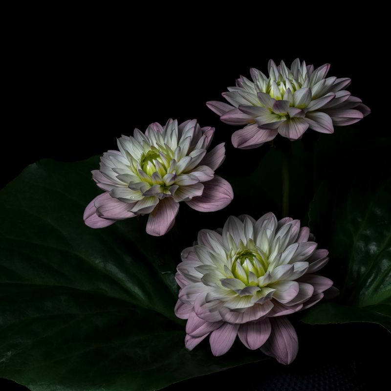 Георгиныphoto preview