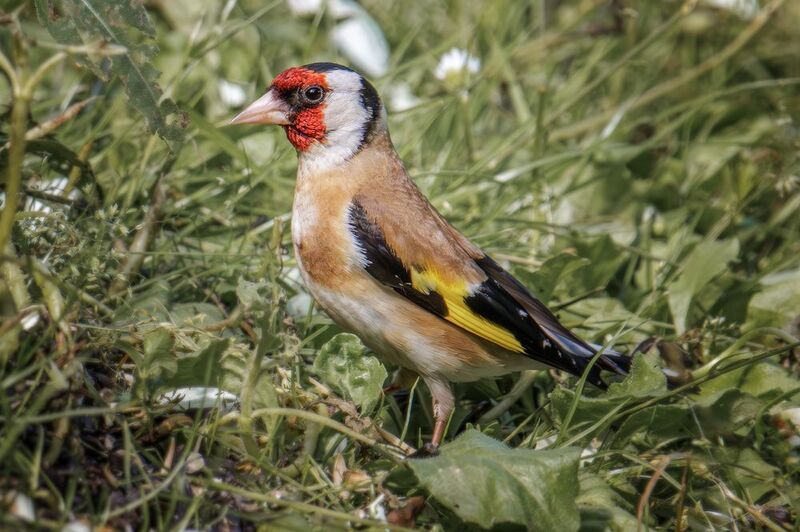 Черноголовый щеголphoto preview