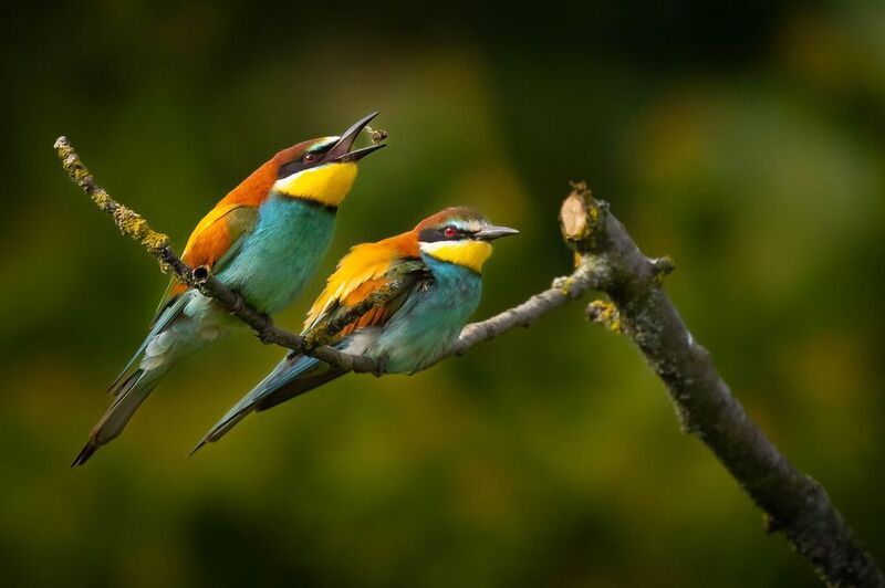 Včelař фото превью