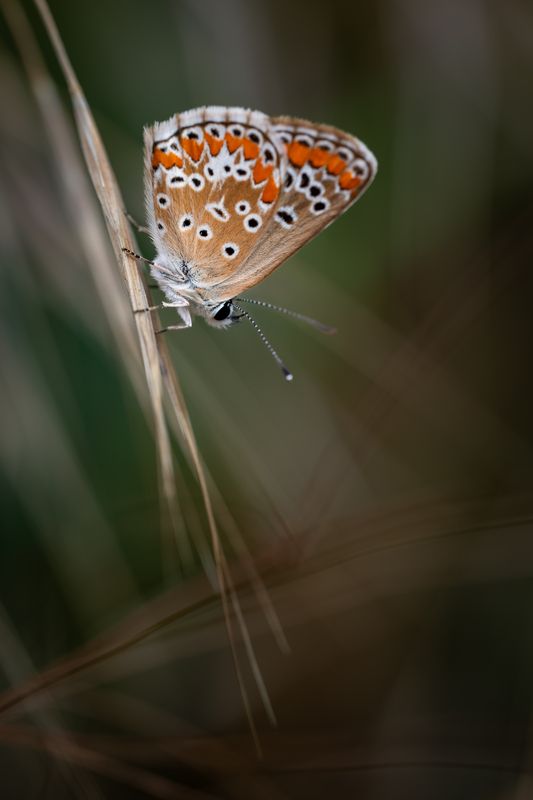Солнышко подсветило...photo preview