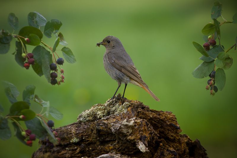 птицы, горихвостка, чернушка, wildlife, birds, лето, black redstart Горихвостка чернушкаphoto preview
