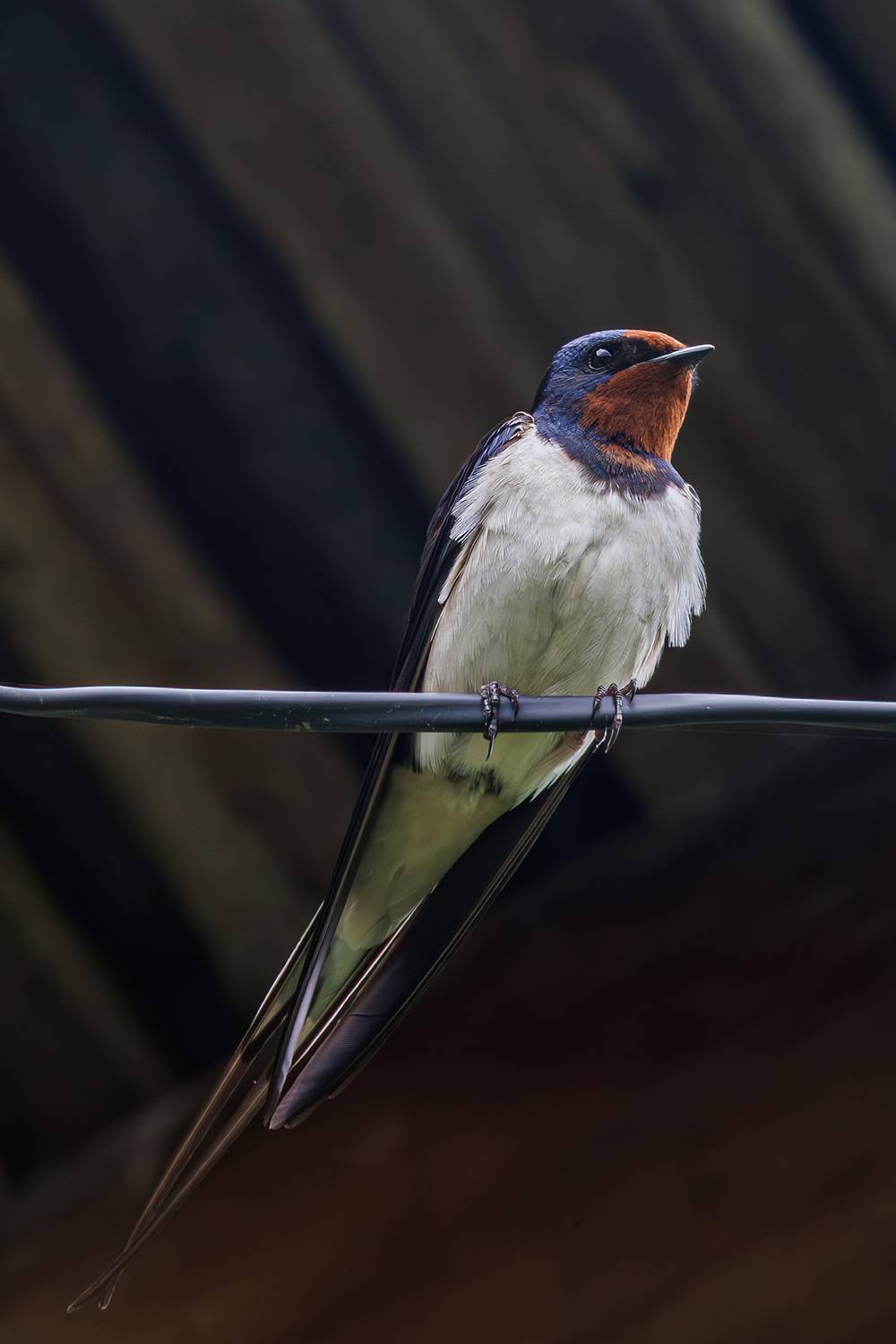 Деревенская ласточка. Автор: Морозов Сергей , Морозов Сергей