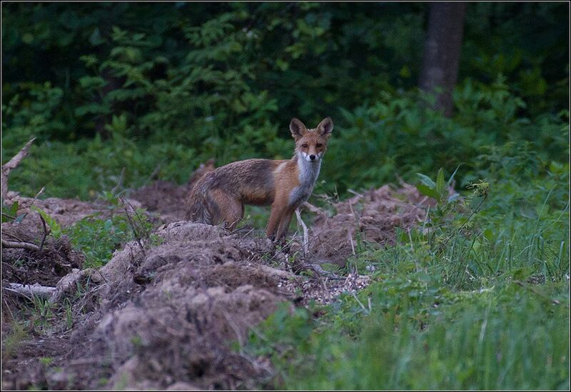москва, июль, парк, лиса Оглянулась посмотретьphoto preview