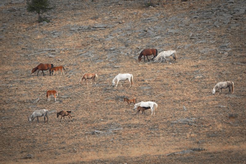 Рисунок с конямиphoto preview