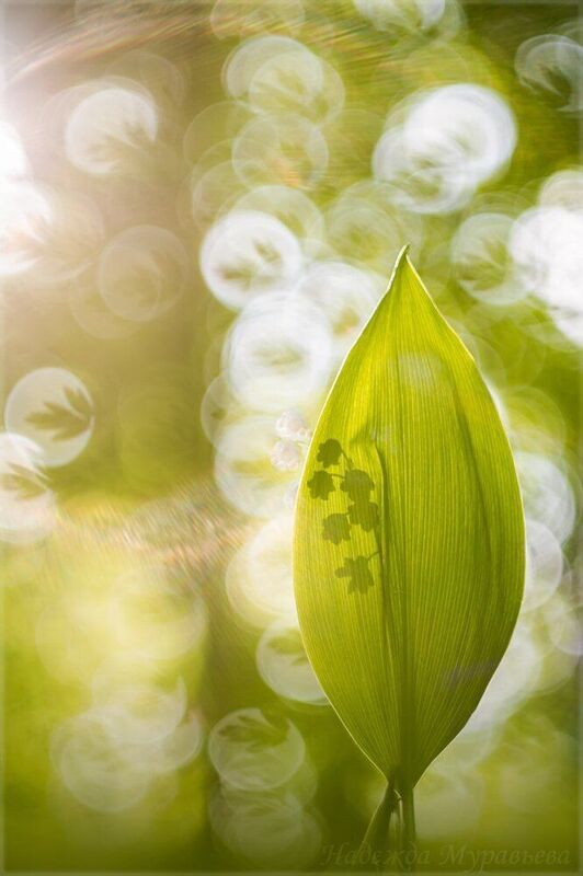 ландыш, весна, боке, солнце, свет, Весенние ароматыphoto preview