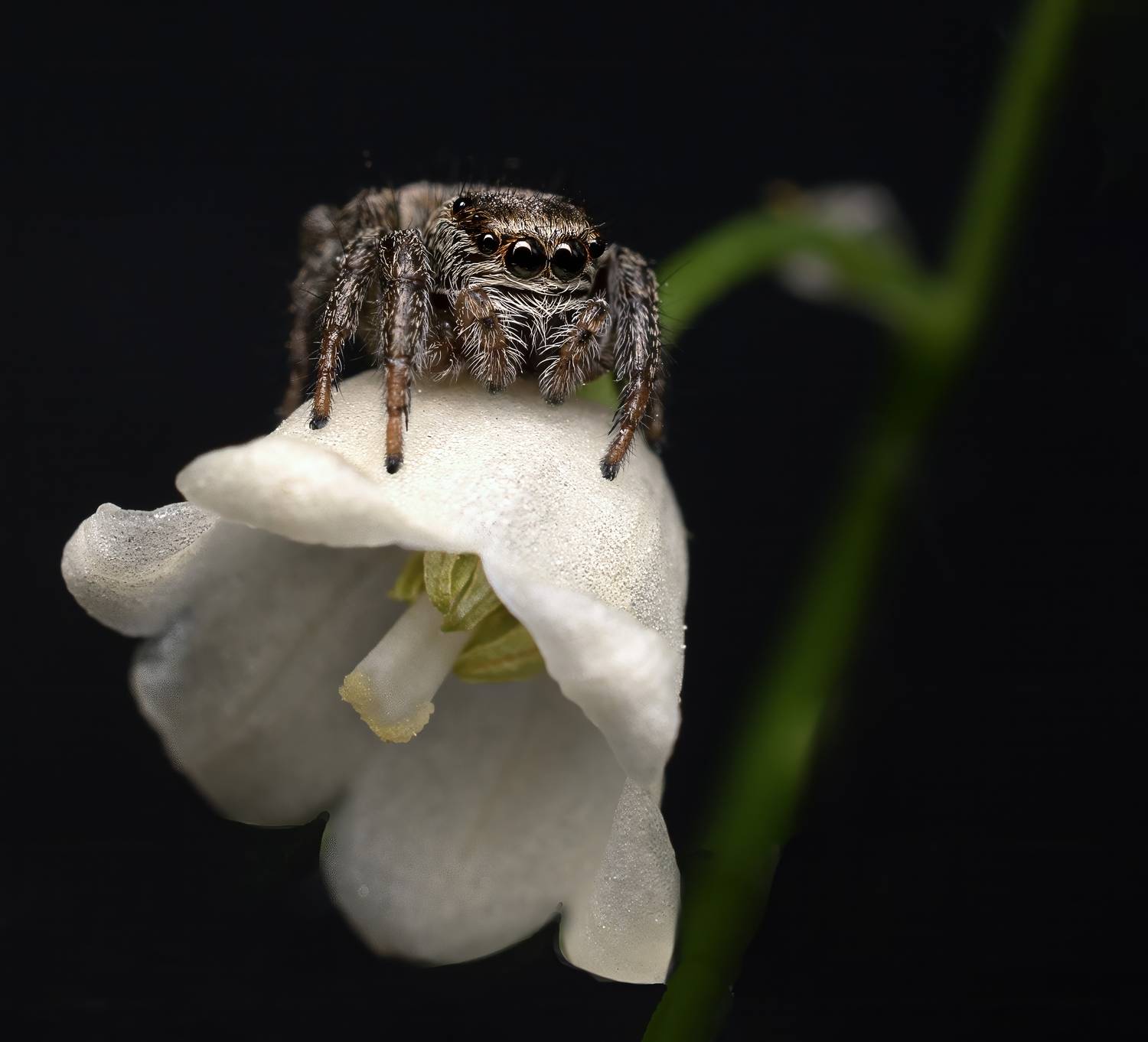 Автор: Людмила Железнова , Людмила Железнова