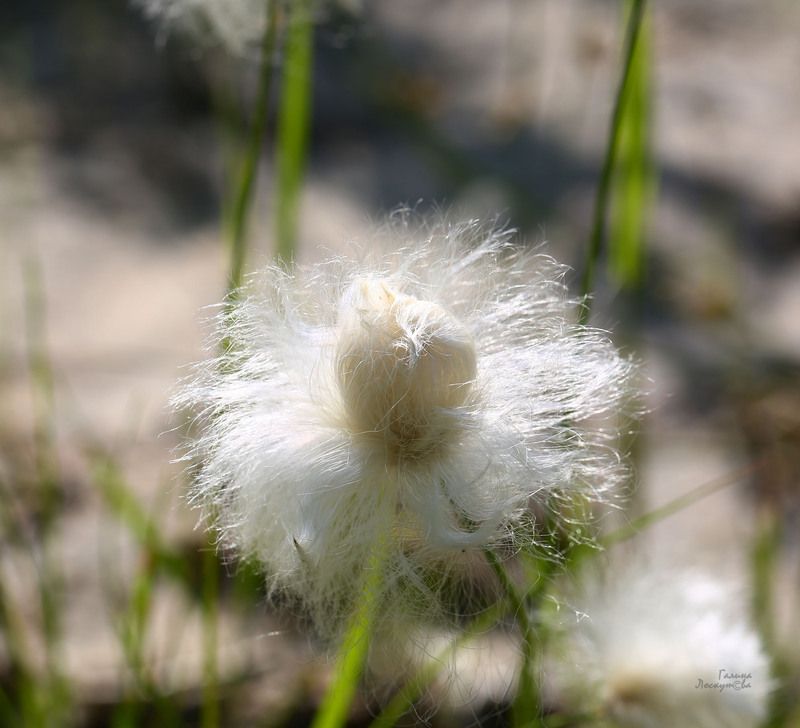 пушица, бутон, цветок, растение крайнего севера Полярный одуванчик распускаетсяphoto preview