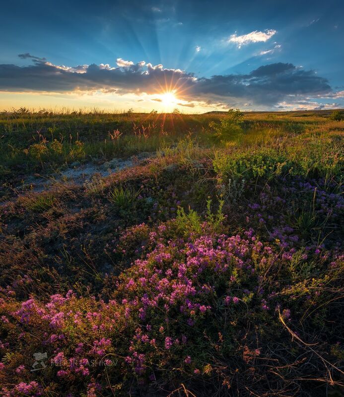 белгородская область, белогорье, холмы, холмистое, чабрец, тимьян, степь, степное, закат, солнце, облака, цветущее, лето, Запах степи на закатеphoto preview