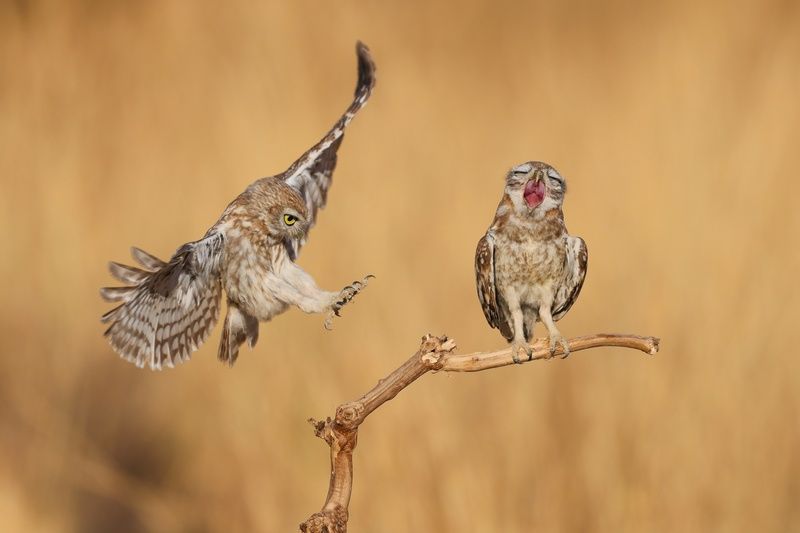 Owl Serenade фото превью