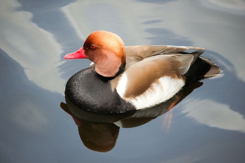 Красноносый нырокphoto preview