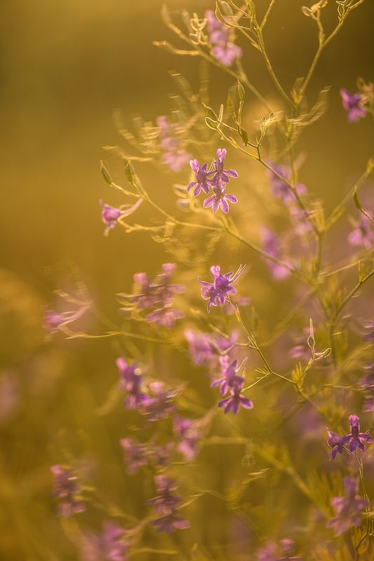 Сокиркиphoto preview