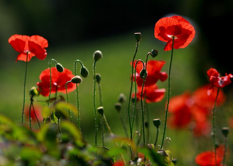 Этюд с макамиphoto preview