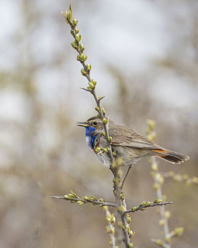 варакушка, птицы Варакушкаphoto preview