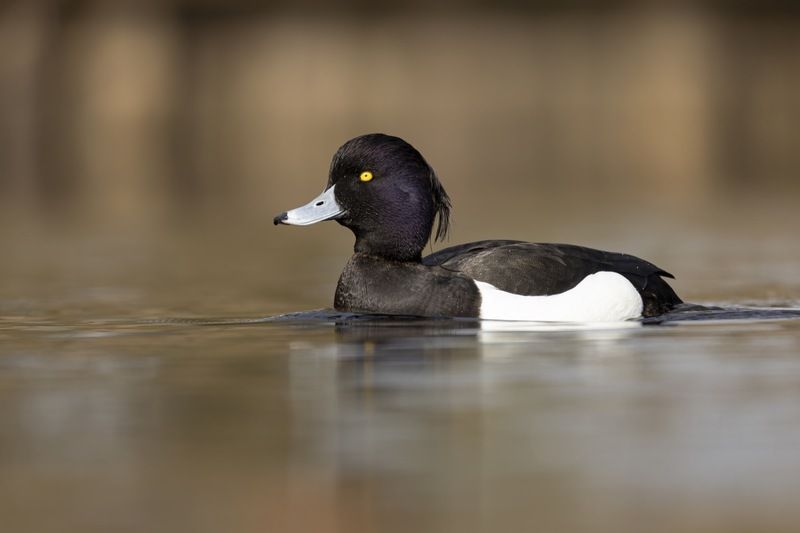 хохлатая чернеть, нырок, птицы Хохлатая чернетьphoto preview