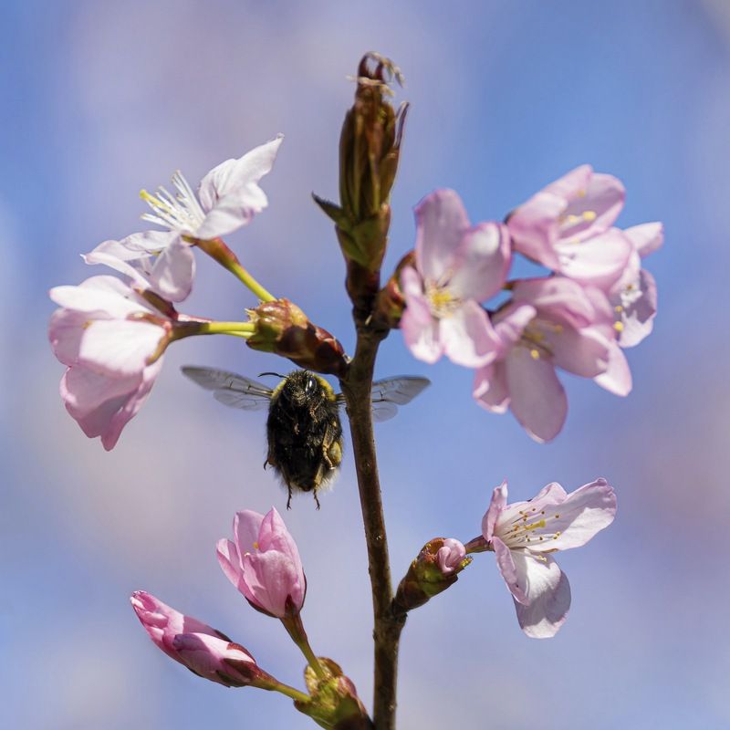 шмель, сакура, весна Веснаphoto preview