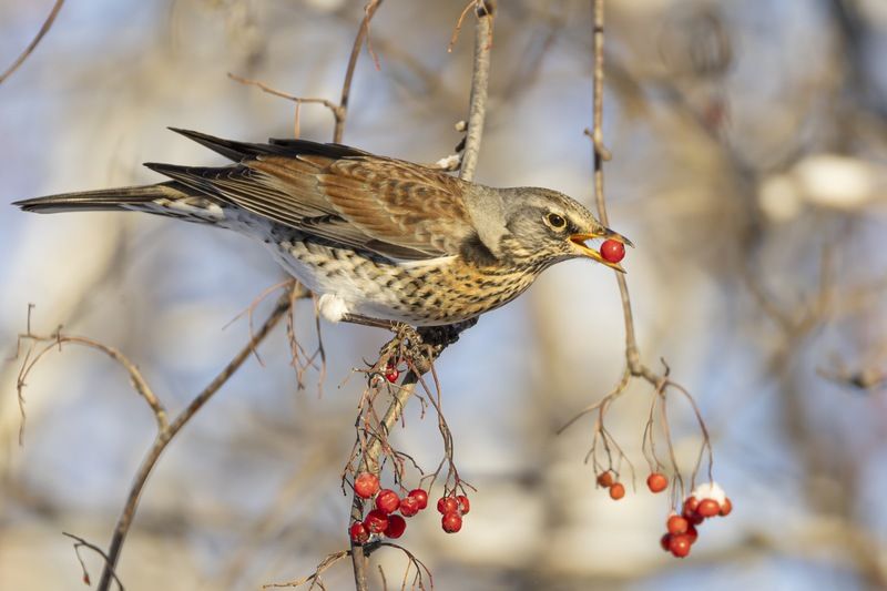 рябинник, дрозд, рябина, птицы, зима Рябинникphoto preview
