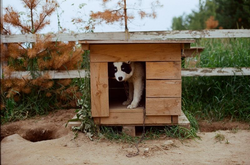 пленочная фотография, хаски, собаки, портрет, Kodak gold Чего пришел?photo preview