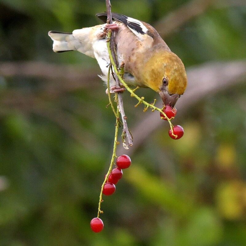 Последние ягодкиphoto preview