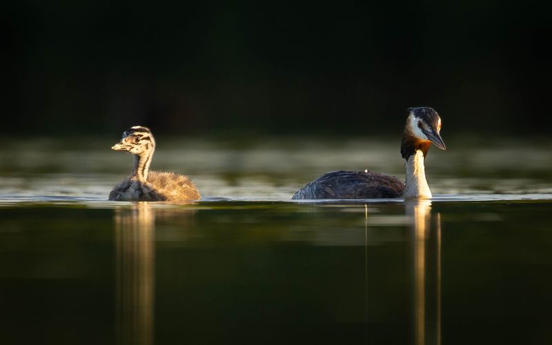 Potápka chocholačkaphoto preview