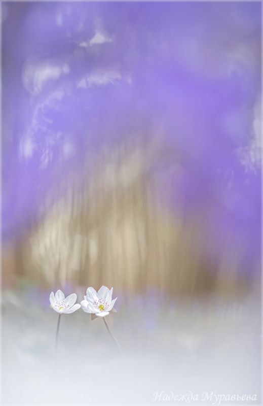 весна, первоцветы, печеночница, hepatica, Сиреневые туманыphoto preview