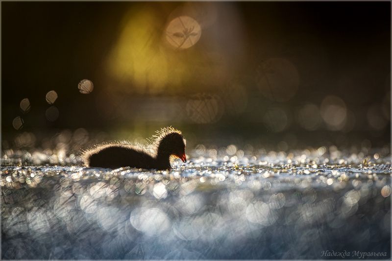 лысуха, птенец, закат, болото, Про лысушонкаphoto preview