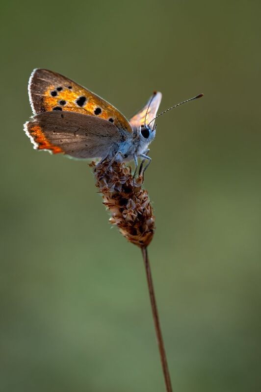 На взлет готова...photo preview