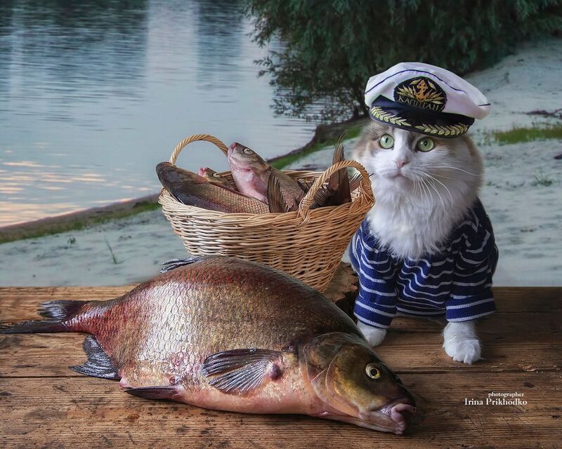 постановочное фото, животные, питомцы, кошки, рыба Рыбачка в шокеphoto preview