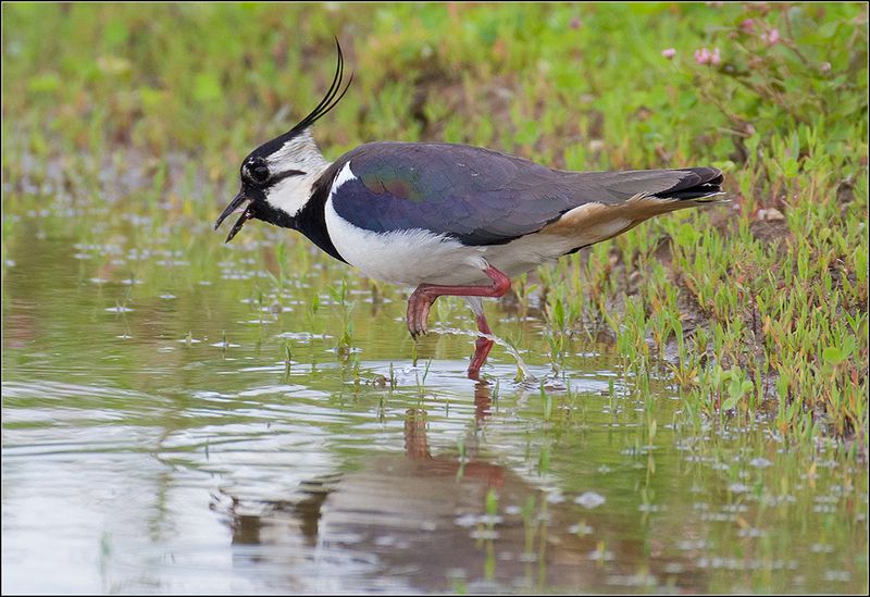 москва, июнь, парк, чибис, птица *******photo preview
