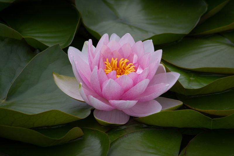 Розовая.photo preview