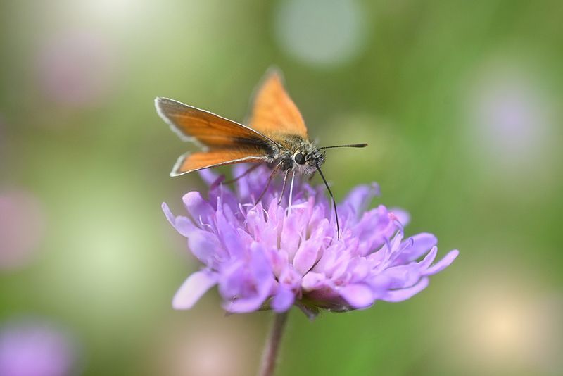 Пикникphoto preview