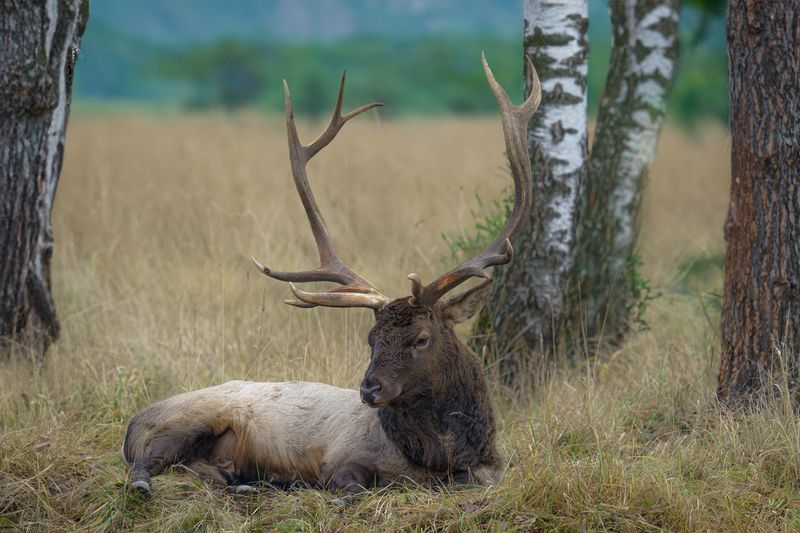Изюбр фото превью