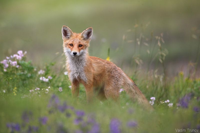 лиса, fox В луговых цветах фото превью