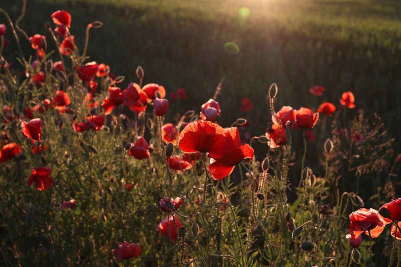 маки, цветы, вечер, лето, июнь, поле Июньские макиphoto preview