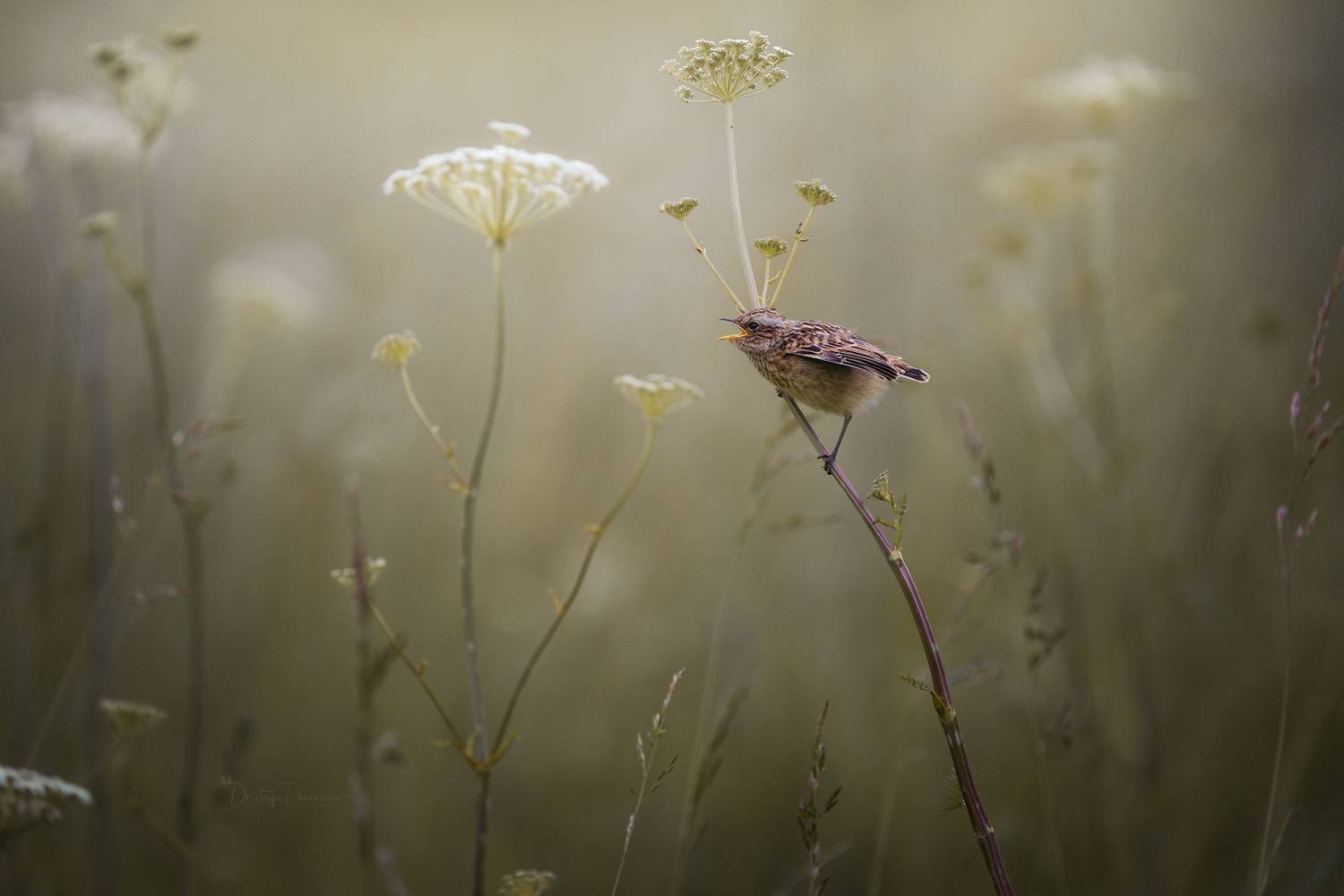 природа, лес, поля, огороды, животные, птицы, макро, Дмитрий Посевич