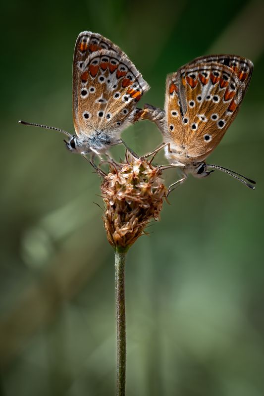 Парочка...photo preview