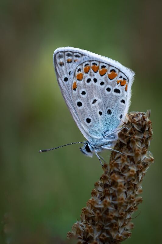 Голубянкаphoto preview