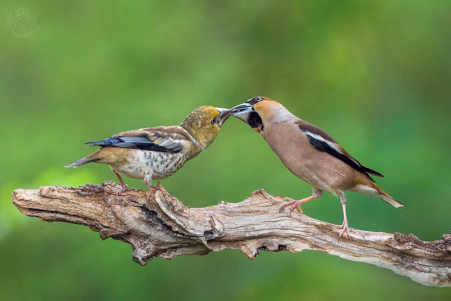 , Евгени Стефанов