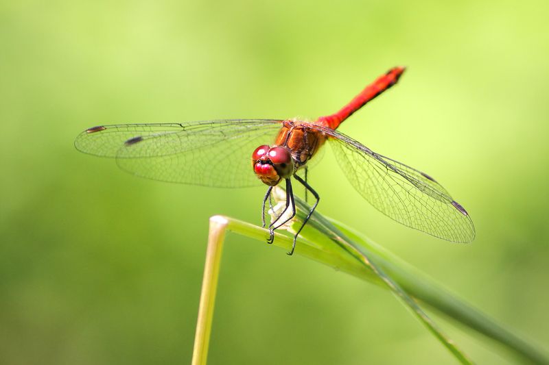 Стрекоза кроваво-краснаяphoto preview