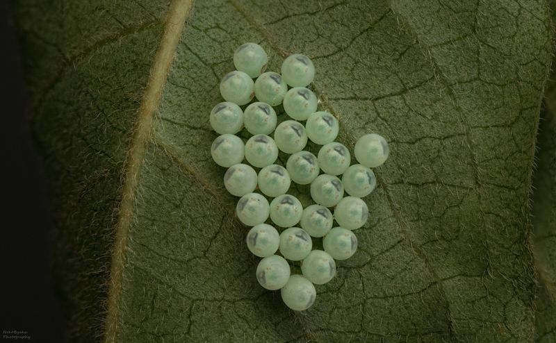 макро, природа, вредители, клопы, кладка, яйца, macro, nature, pests, bugs, clutch, eggs, Мраморные клопыphoto preview