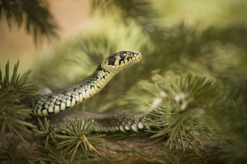 Wildlife, Nature, Close-up, Snake, Grass, Animals Snake фото превью