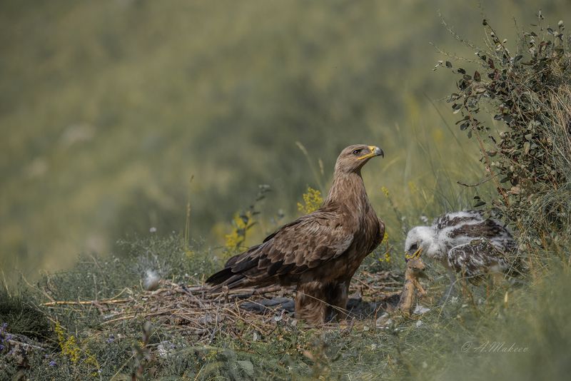 Степной орёлphoto preview