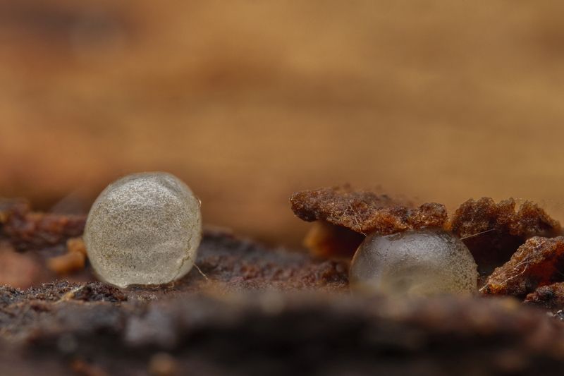 Life in Mars photo preview