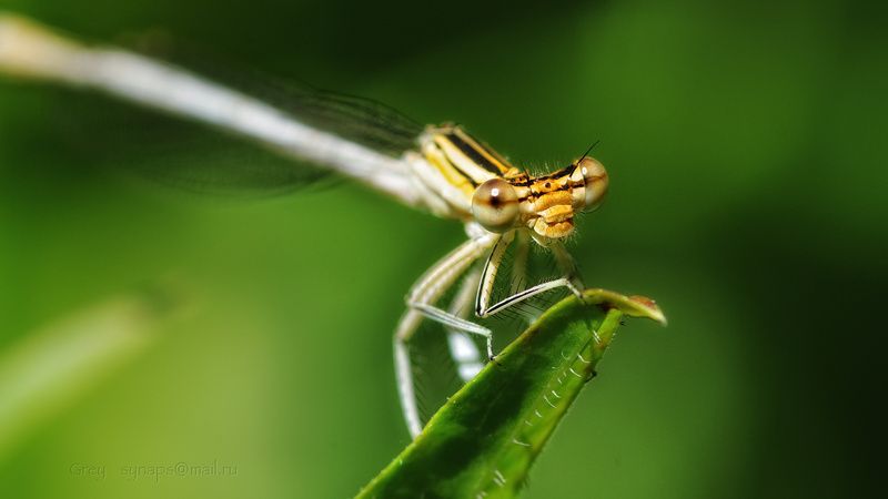 стрекоза, лето, макро Глаза в глаза... Портрет незнакомки.photo preview