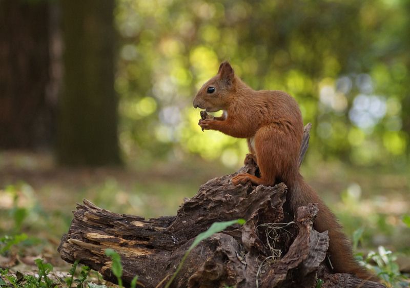 Белкаphoto preview