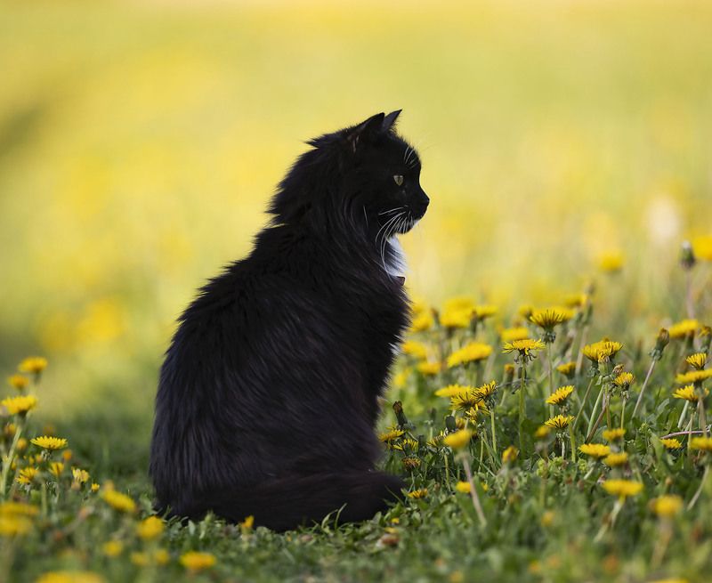 кот, романтик, фотомодель, красавец, cat,beautiful, model, nature Кот в объятиях лета фото превью