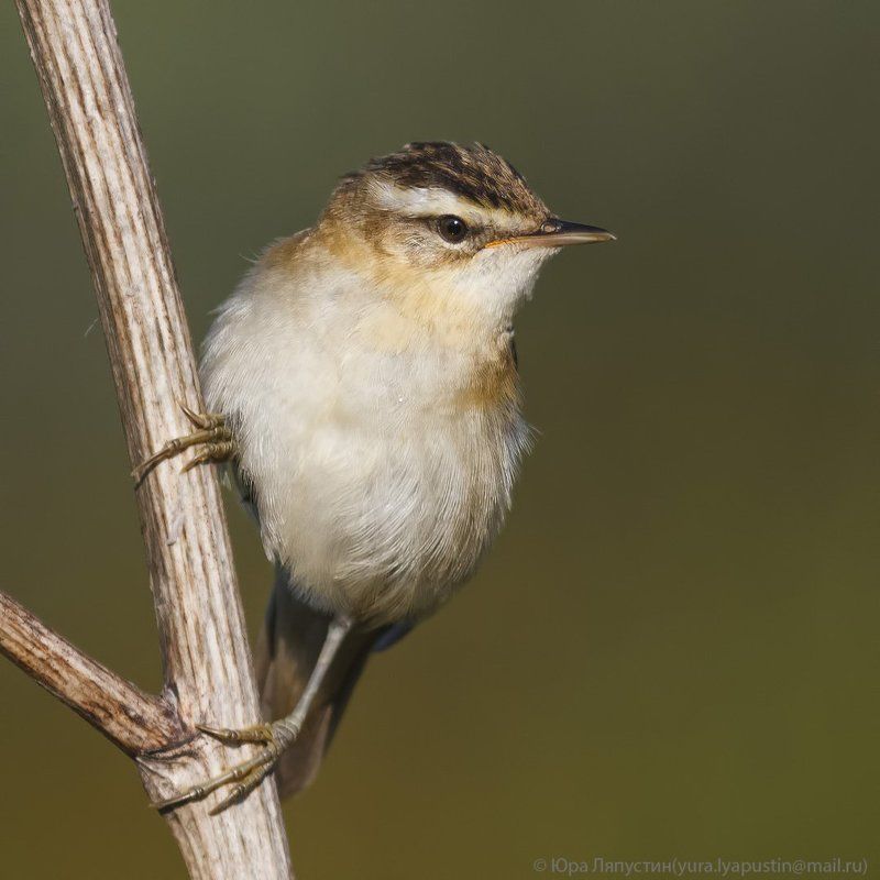 Камышевка барсучок Sedge warbler.photo preview