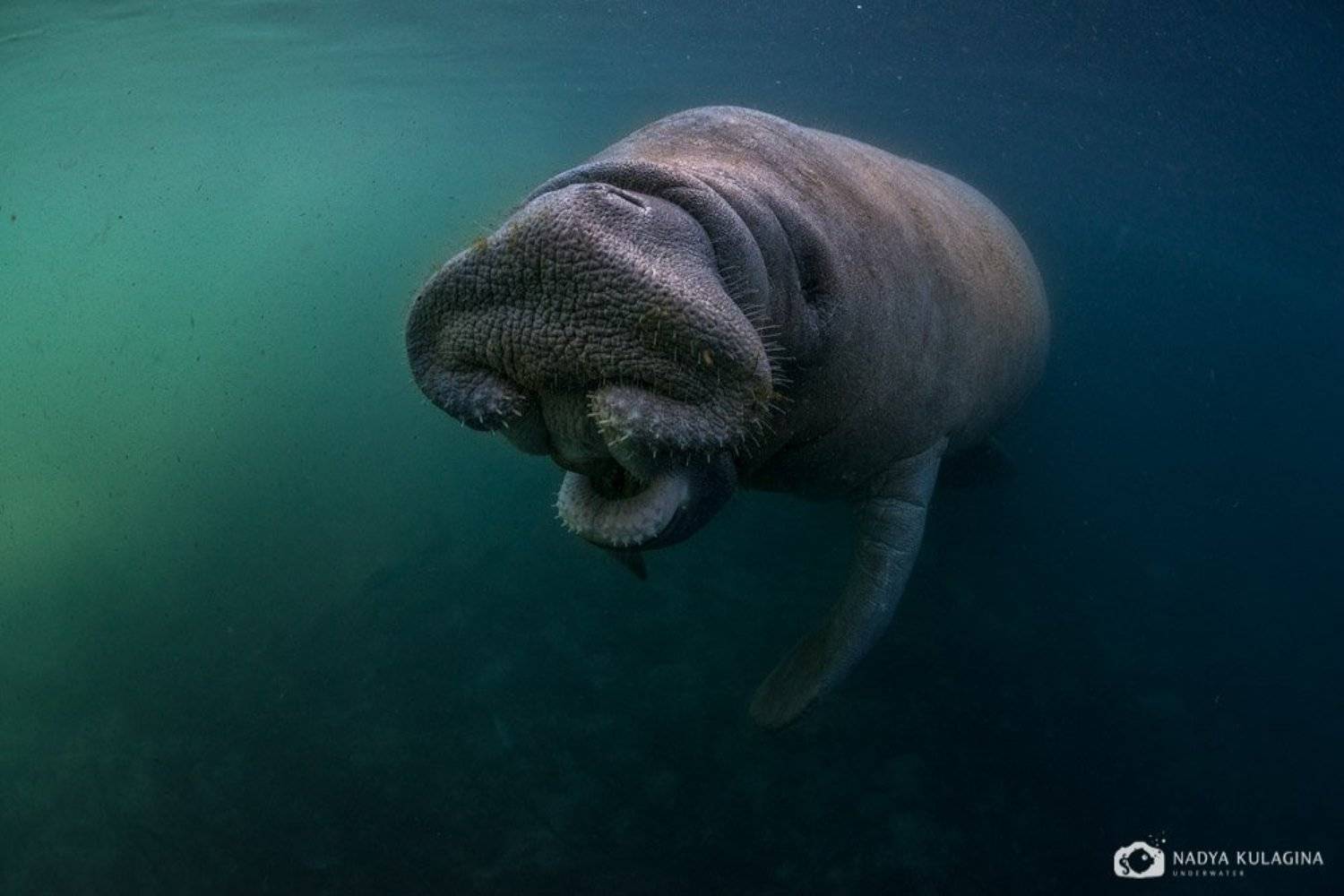 American, Endangered, Florida, Mammal, Manatee, Nature, Underater, Underwater, Американский, Американский ламантин, Животное, Животный мир, Ламантин, Млекопитающее, Подводная съемка, Подводное фото, Природа, Флорида, Nadya Kulagina