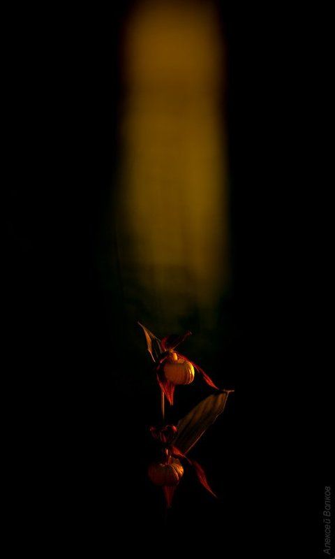 Венерин башмачок, цветок, красная книга  Восхождениеphoto preview