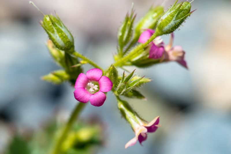 калифорния, долина смерти, цветы, цветение, макро Цветы Долины Смертиphoto preview