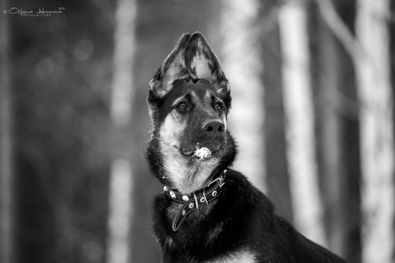 вео, восточник, овчарка, собака, щенок, ЧБ ВЕО - гордость Россииphoto preview